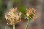 Common Leopardbane